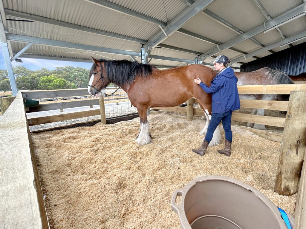 Horse Tram Stables 5