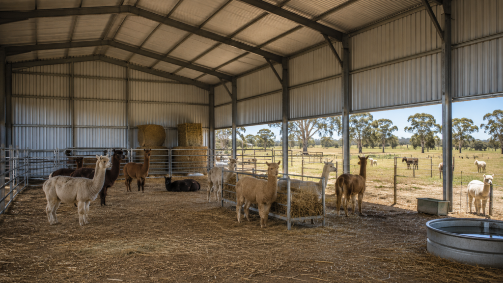 Open bay livestock shed with alpacas and hay bales, steel frame colorbond shed built by Shedex for Fleurieu Peninsula farmers